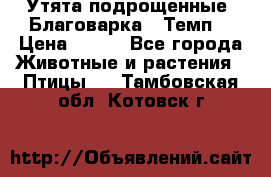 Утята подрощенные “Благоварка“,“Темп“ › Цена ­ 100 - Все города Животные и растения » Птицы   . Тамбовская обл.,Котовск г.